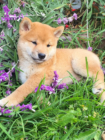 Shiba Inu cachorros Colombia de un criadero de shiba inu en