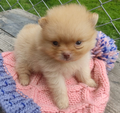 Pomerania Lulú Tipo oso Línea Rusa RK Puppies Criadero Canino Colombia