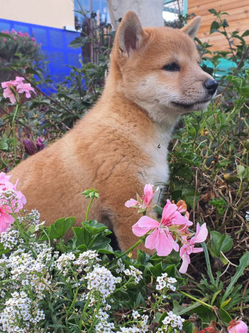 Shiba Inu cachorros Colombia de un criadero de shiba inu en colombia