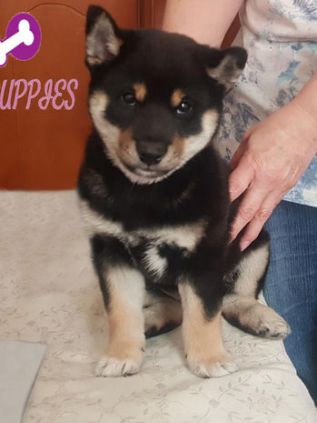 Shiba Inu cachorros Colombia de un criadero de shiba inu en colombia