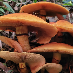 Cogumelos encontrado durante a trilha