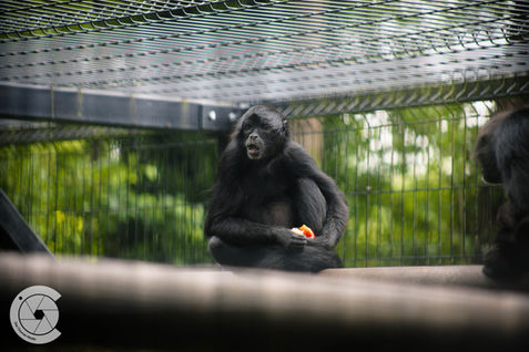 Colombian spider monkey eating fruit