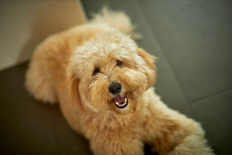 AUSTRALIAN LABRADOODLE COBBERDOG