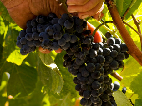 Pruning at Home: What gets cut first when the days are long