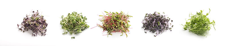 sprouts and microgreens variety.jpeg