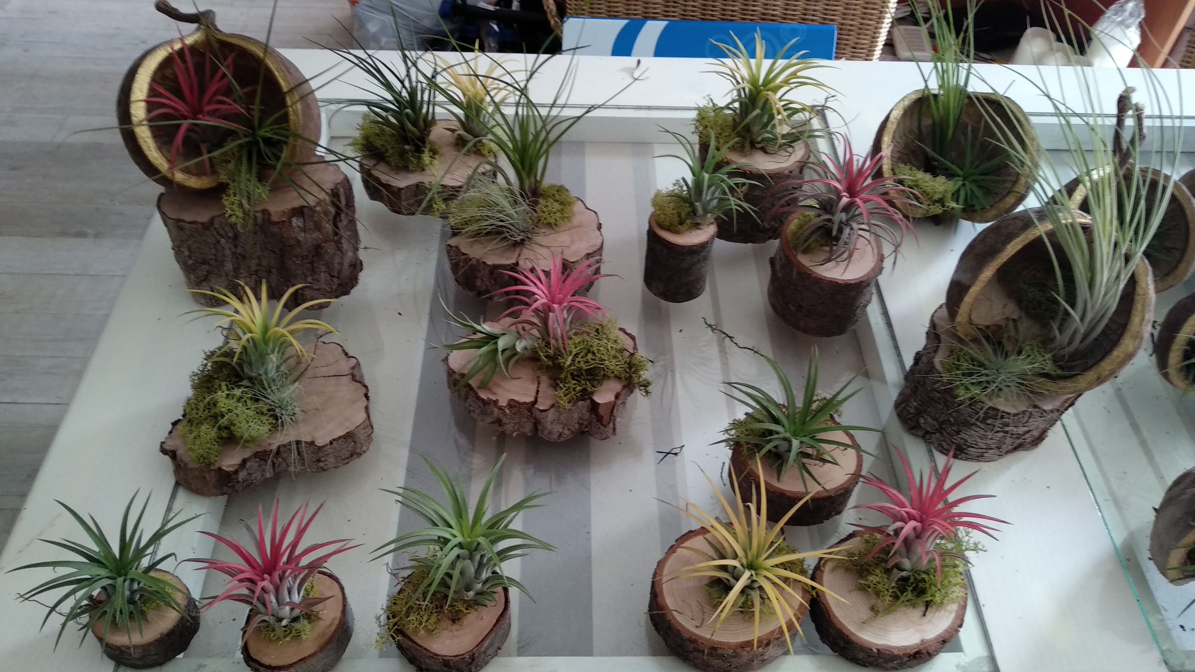 Arreglos con tillandsias hecho en nuestra floristeria