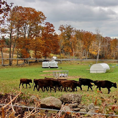 Wagyu calves in the fall