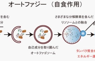 オートファジーでダイエット