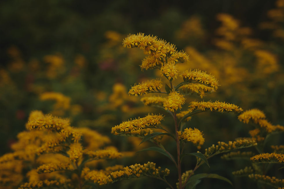 Stark verzweigte Korbstaende der Kanadischen Goldrute (Solidago canadensis)
