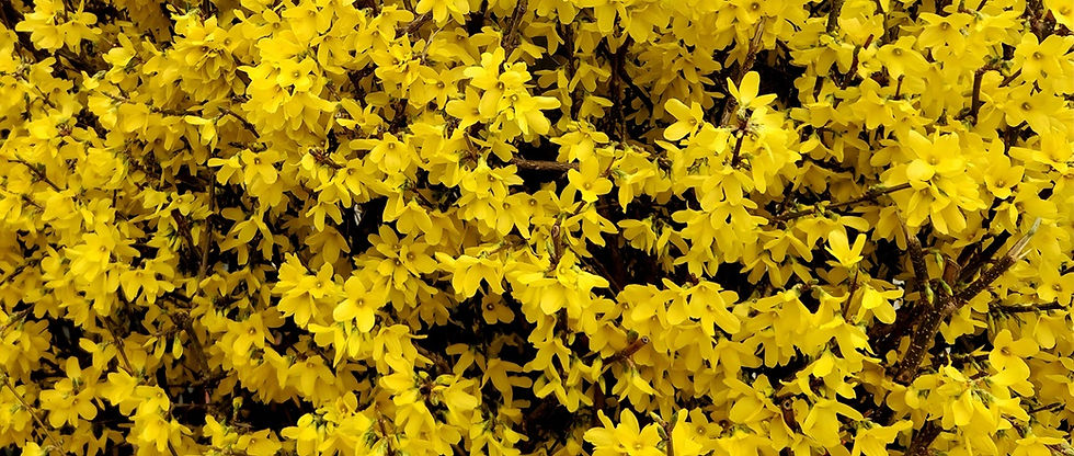 Forsythienhecke mit gelben blueten (Forsythia x intermedia)