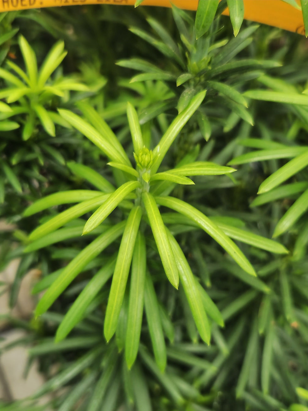 Nadeln der Japanischen Kopfeibe (Cephalotaxus harringtonia)