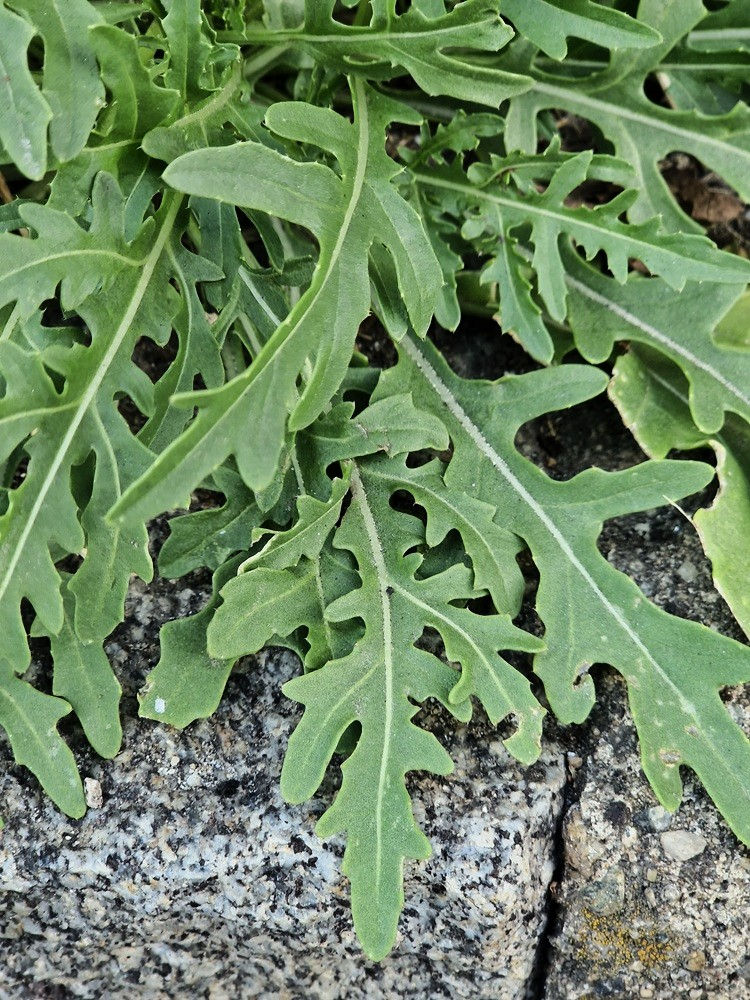 Fiederschnittige Blätter der Stinkrauke (Diplotaxis tenuifolia)