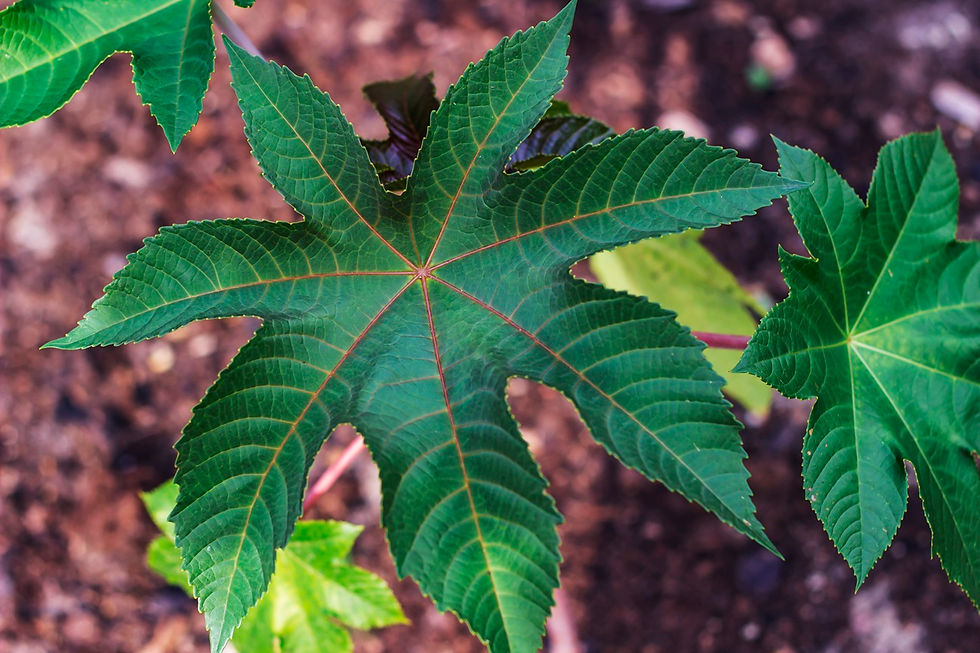 Handförmige Blätter des Wunderbaums (Ricinus communis)