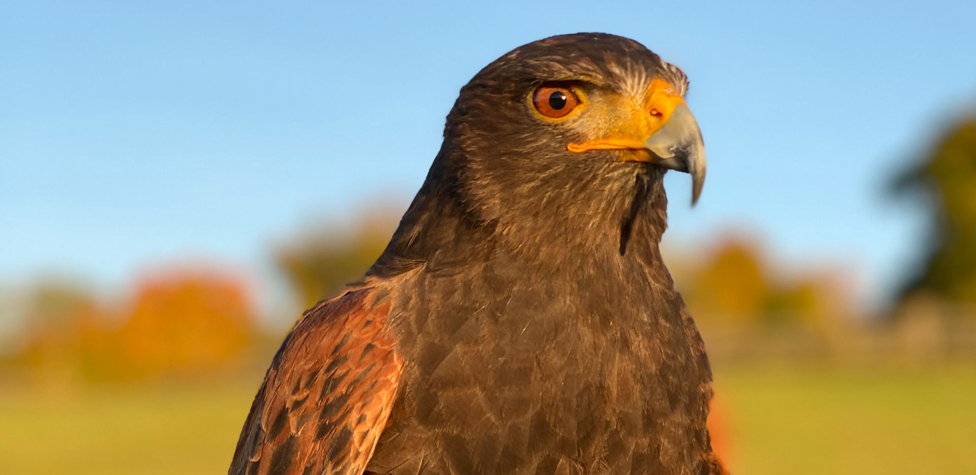 Hawk in a field