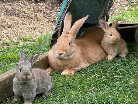Rabbits on the Move