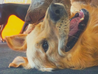 Social Play at K9 Anytime