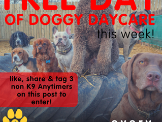 K9 Anytime Giveaways