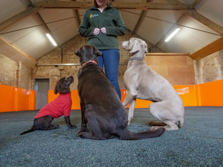 K9 Anytime Dog Training School - NOW OPEN!