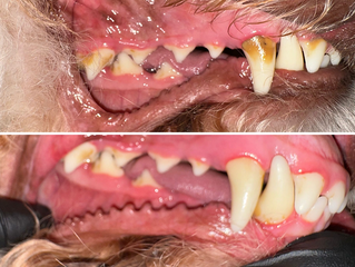 Why Your Dog’s Dirty Teeth Could Be Harming Their HealthDental health is often overlooked in dogs, yet it plays a crucial role in their overall well-being. Just like in hum