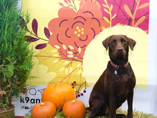 Autumn Selfie Stop at K9 Anytime Doggy Daycare