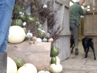 What's on at K9 Anytime this autumn?