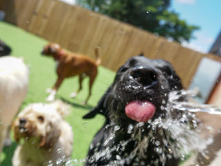 Hot Dogs