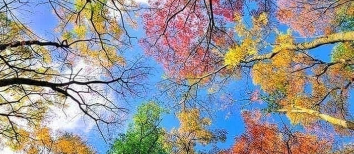El valor de ver el bosque