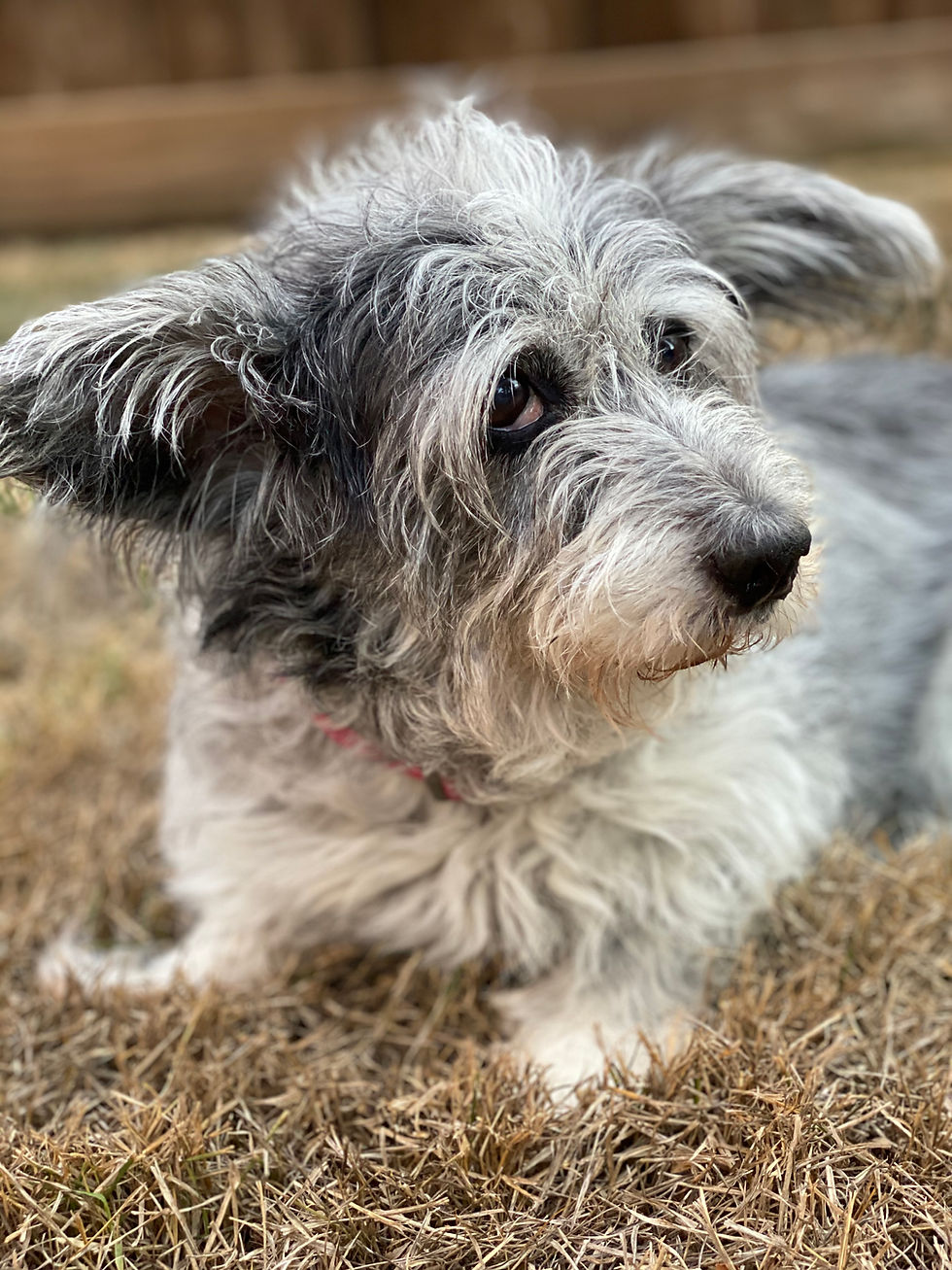 Freckles, 17 Years Young