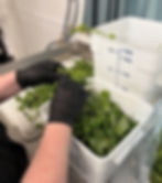 Processing fresh basil.