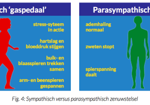 Yoga als activator van het Parasympathische Zenuwstelsel