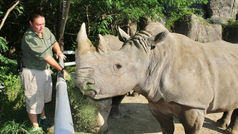 Indianapolis Zoo: Rhinos love human interaction