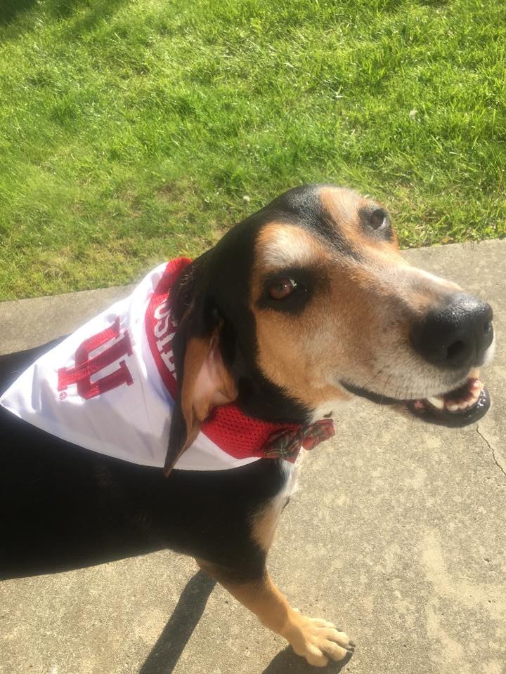Forever a Hoosier Fan!❤️ My Rosie (rip)