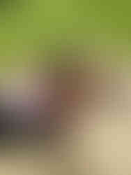 Forever a Hoosier Fan!❤️ My Rosie (rip)