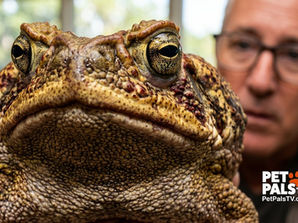 Cane Toads & Kisses