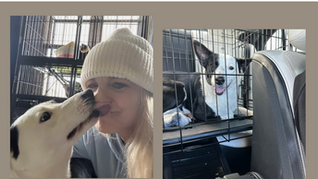 Pup saved from euthanasia needs a new home!