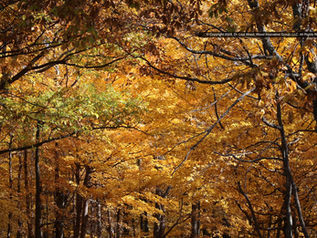 Stunning fall colors, holiday fun, historic glass company, and a benefit concert for Hear Indiana