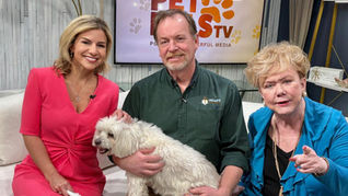 Lost pet scams prey on pet owners