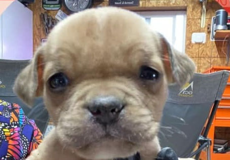 Puppies get solar system names!