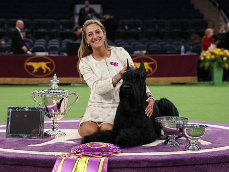 Monty the Giant Schnauzer wins Best in Show at Westminster