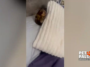Kinkajou is related to the raccoon