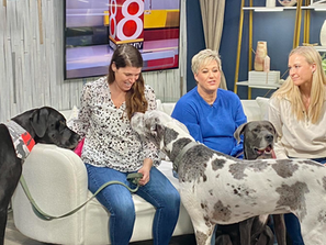 Adopt a Great Dane! Rescue celebrates the spotlight
