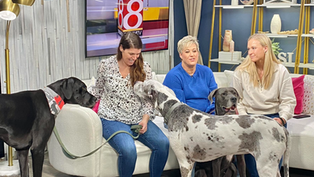 Adopt a Great Dane! Rescue celebrates the spotlight