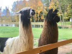 Living with llamas