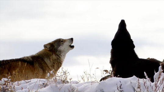 Actress Katie Cleary on mission to protect and save wolves