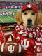 PHOTOS: Rescue pets show pride for IU Champions