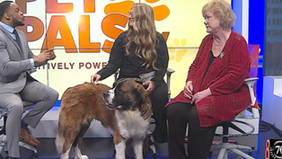 St. Bernard named Zen brings smiles to patients at Eskenazi Health