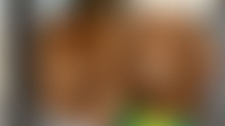 Grateful Rescue saves 26 dogs after Dachshund rescuer dies