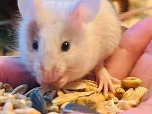 Do rodents make good pets?