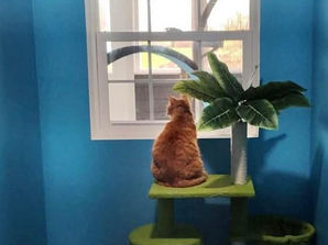 Streaming: Misty Eyes rescue shows off new Kitty City!