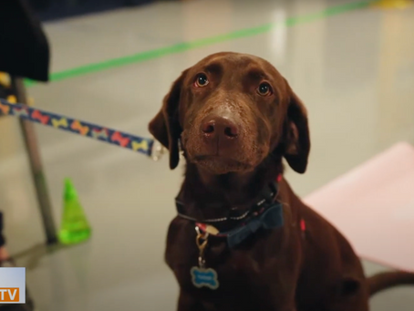 Transform your dog into a Canine Good Citizen in 6 weeks